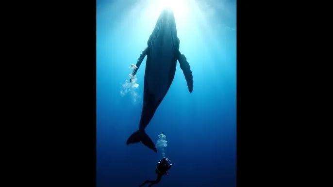 色即是空1在线观看 - 深蓝星球：探索海洋深处的未知世界